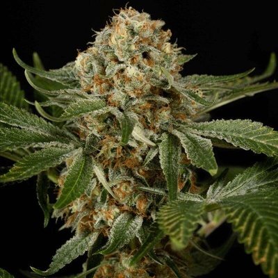 Silent Seeds OG Kush semena neobsahují THC 3 ks
