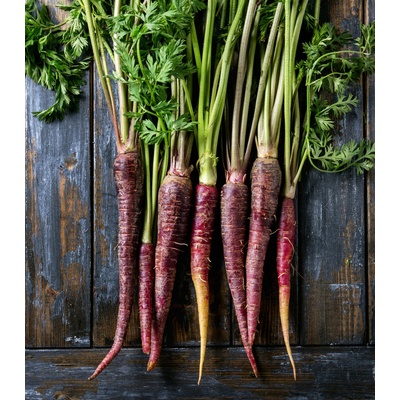 Bio Mrkev fialová Gniff - Daucus carota - bio osivo mrkve - 400 ks