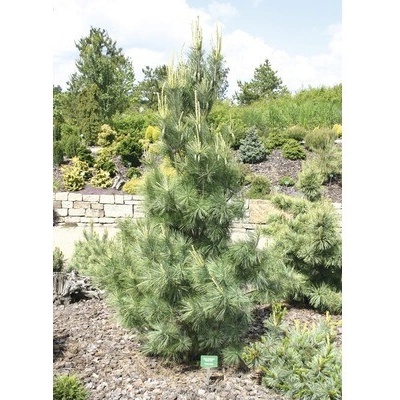 Borovica himalájska FloraSelf Pinus wallichiana 'Densa Hill' výška 80-100 cm kvetináč 10 l