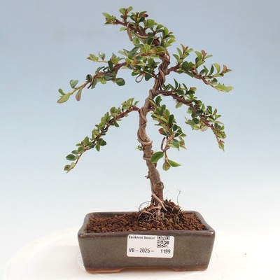 e-bonsai Venkovní bonsai-Cotoneaster horizontalis - Skalník
