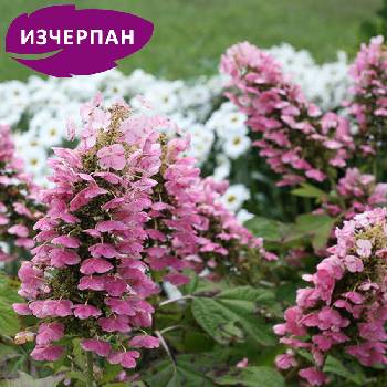 Proven Winners® Gatsby Pink® Hydrangea quercifolia - Дъбовидна хортензия