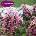 Proven Winners® Gatsby Pink® Hydrangea quercifolia - Дъбовидна хортензия