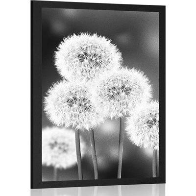 Plakát nadýchaná pampeliška v černobílém provedení - 20x30 white