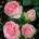 Meilland® Eden Rose - Meilland® (Роза Еден )