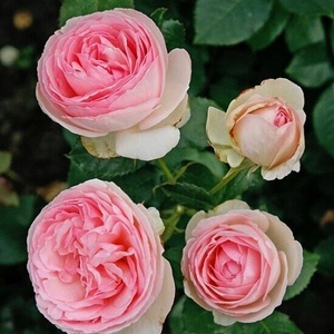 Meilland® Eden Rose - Meilland® (Роза Еден )