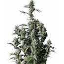 Fast Buds Gorilla Zkittlez semena neobsahují THC 10 ks