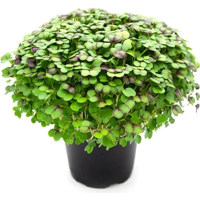 Tiny Greens Červená kapusta Ametyst BIO semínka na klíčení a microgreens 200 g