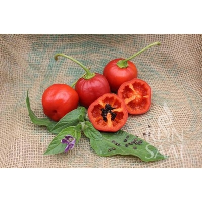 ReinSaat Stromová chilli paprička "Rocoto" - 1 bal.