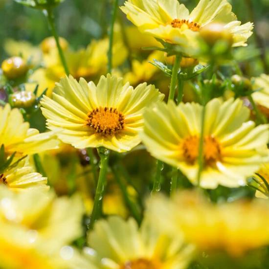 Poni Veni® Coreopsis 'Limoncello Golden Yellow' - kráska od 3,58 ...