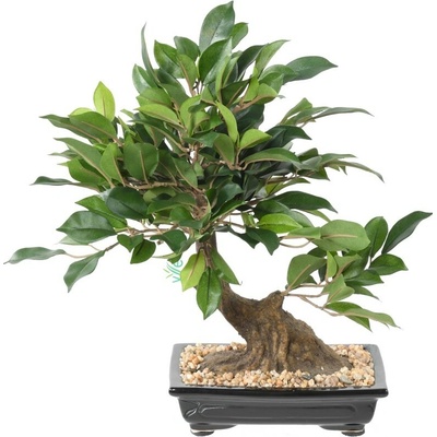 Umelá Bonsai Ficus v miske, 38 cm