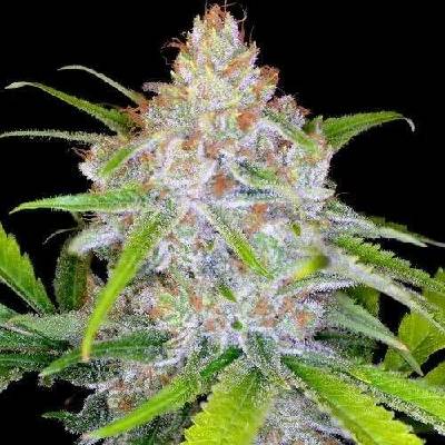 Spliff Seeds CBD Medi Kush semena neobsahují THC 5 ks