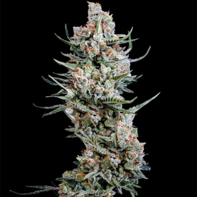Spliff Seeds Crystal White semena neobsahují THC 5 ks