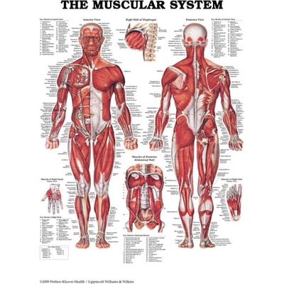 Svalová soustava MUŽ 50,8x66cm