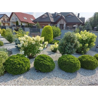Tuja západná Danica, výška 10-20 cm, kvetináč 9 cm