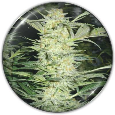 Medical Seeds Co. White Widow semena neobsahují THC 5 ks