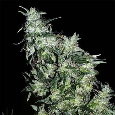 KC Brains Seeds Haze Special regular semienka neobsahujú THC 5 ks