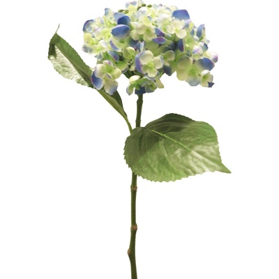 Hortenzie - Hydrangea Mata hari modrá 49cm
