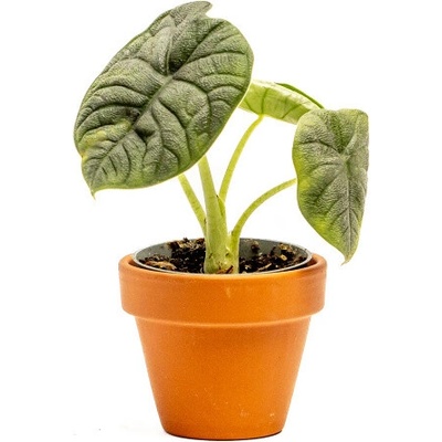 Gardners Alocasia Melo, průměr 6 cm Alokásie, Alokázie