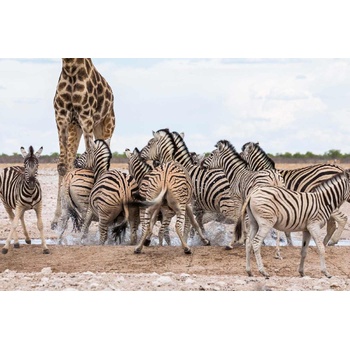 DIMEX ART s. r. o Флизелинов фототапет зебри с жираф 375 x 250 см