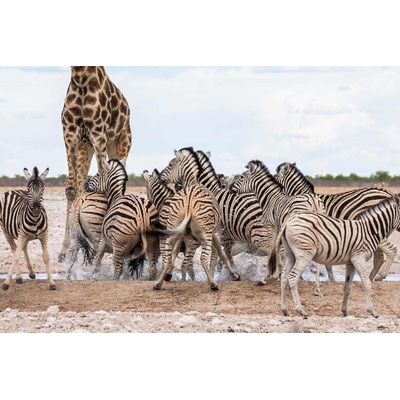 DIMEX ART Флизелинов фототапет зебри с жираф 375 x 250 см