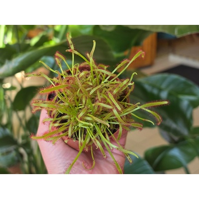 Drosera capensis Rosička kapská