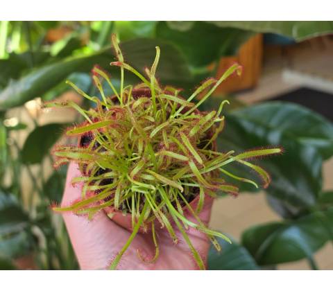 Drosera capensis Rosička kapská