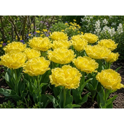 Tulipán 'Lemon Shoot' 5 ks