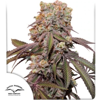 Dutch Passion Auto Candy Bubatz XL semena neobsahují THC 7 ks
