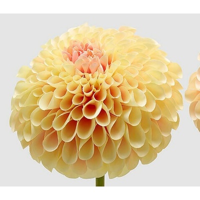 Umělá květina Jiřina Jumbo žlutá/oranžová 1ks, 70x20 cm - Žlutá