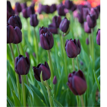 Cerny Tulipan (černých tulipánů, černý tulipán, černého tulipánu, tmavě fialovými, Černé tulipány, Černé tulipány jsou) Cerny Tulipan