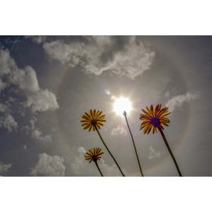 DIMEX ART Флизелинов фототапет глухарчета на слънчева светлина 375 x 250 см