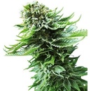 Sensi Seeds Northern Lightsmatic semena neobsahují THC 3 ks