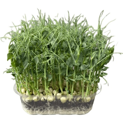 Microgreens Hrách setý Affyla na microgreens, 100 g – Hledejceny.cz