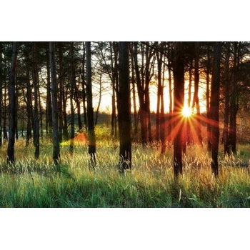 DIMEX ART s. r. o Флизелинов фототапет лъчи в гората ii. 375 x 250 см