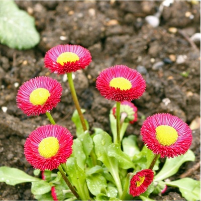 Sedmikráska Speedstar Plus Rose - Bellis perennis - semena - 40 ks