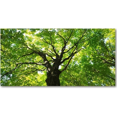 Foto-obraz fotografie na skle zelený les 100x50 cm