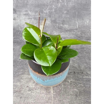 Hoya Australis zelená 12 cm