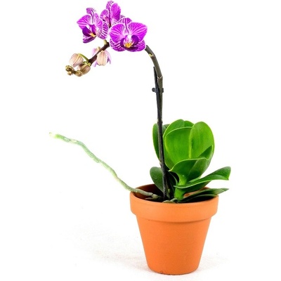 Gardners Phalaenopsis, průměr 6 cm Falenopsis, můrovec