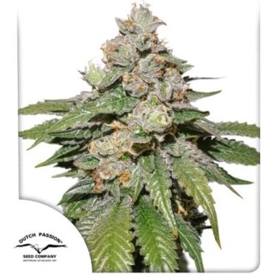 Dutch Passion Auto Mokum´s Tulip semena neobsahují THC 100 ks