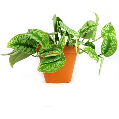 Gardners Scindapsus pictus Trebi, průměr 12 cm Scindapsus, šplhavník