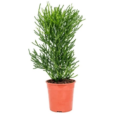 Euphorbia suculent tirucalli 24x90 cm