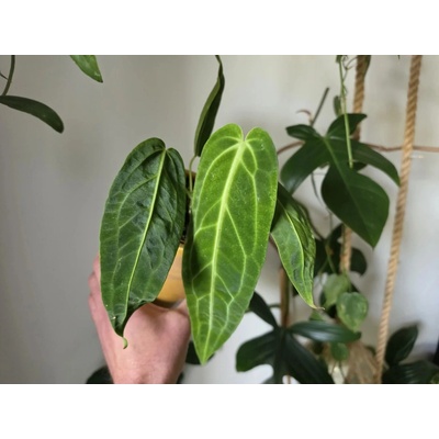 PlantBros flower Anthurium warocqueanum