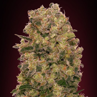 00 Seeds Bank Caramel Kush semienka neobsahujú THC 3 ks