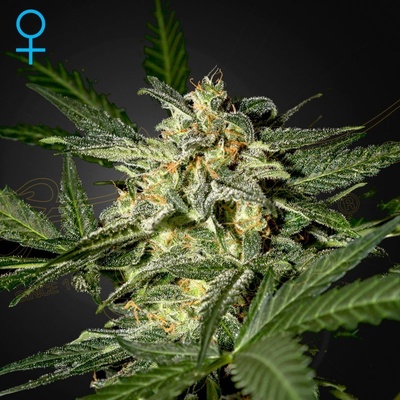 Green House Seeds White Widow AUTO semena neobsahují THC 1 ks