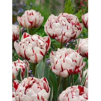 CARNEVAL DE NICE - BÍLO ČERVENÝ TULIPÁN Množství cibulek v jednom balení: 5 ks – Zboží Dáma