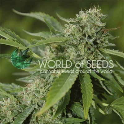 World of Seeds Brazil Amazonia 12ks semienka neobsahujú THC