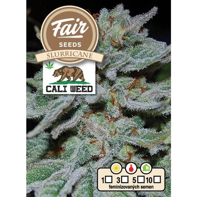 Fair Seeds Slurricane semena neobsahují THC 10 ks