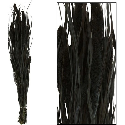 Setaria sušená zv.čiern 66x15x6CM