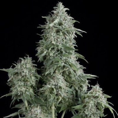 Pyramid Seeds Anubis semienka neobsahujú THC 100 ks