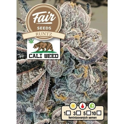 Fair Seeds Runtz semena neobsahují THC 10 ks